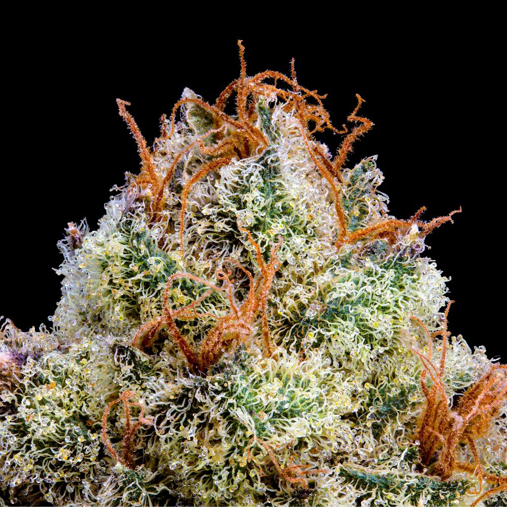 Zuzu Berry — Maven Genetics